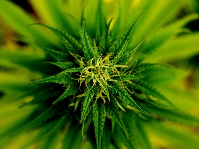 All About Cannabis And Its Various Aspects