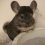 Chinchillas and Dust Baths – Use Volcanic Ash to Clean Your Pet